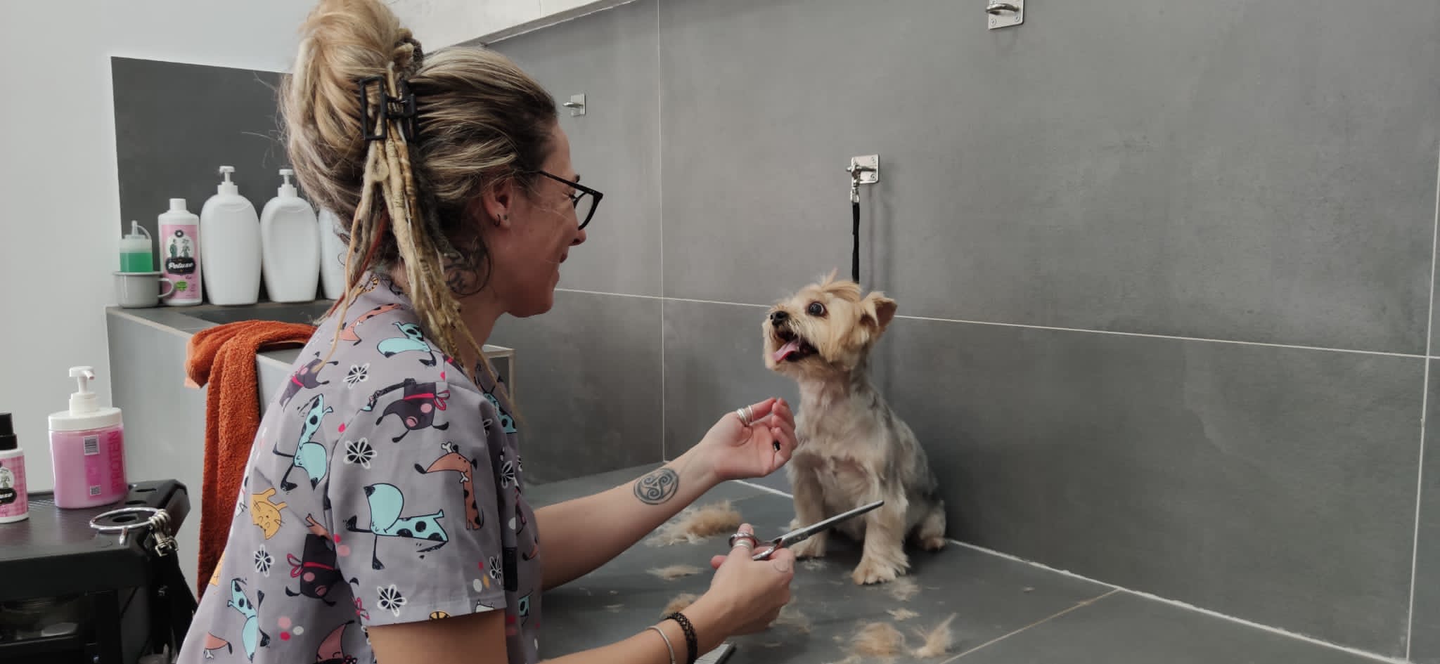 Peluquera canina acicalando un perro pequeño