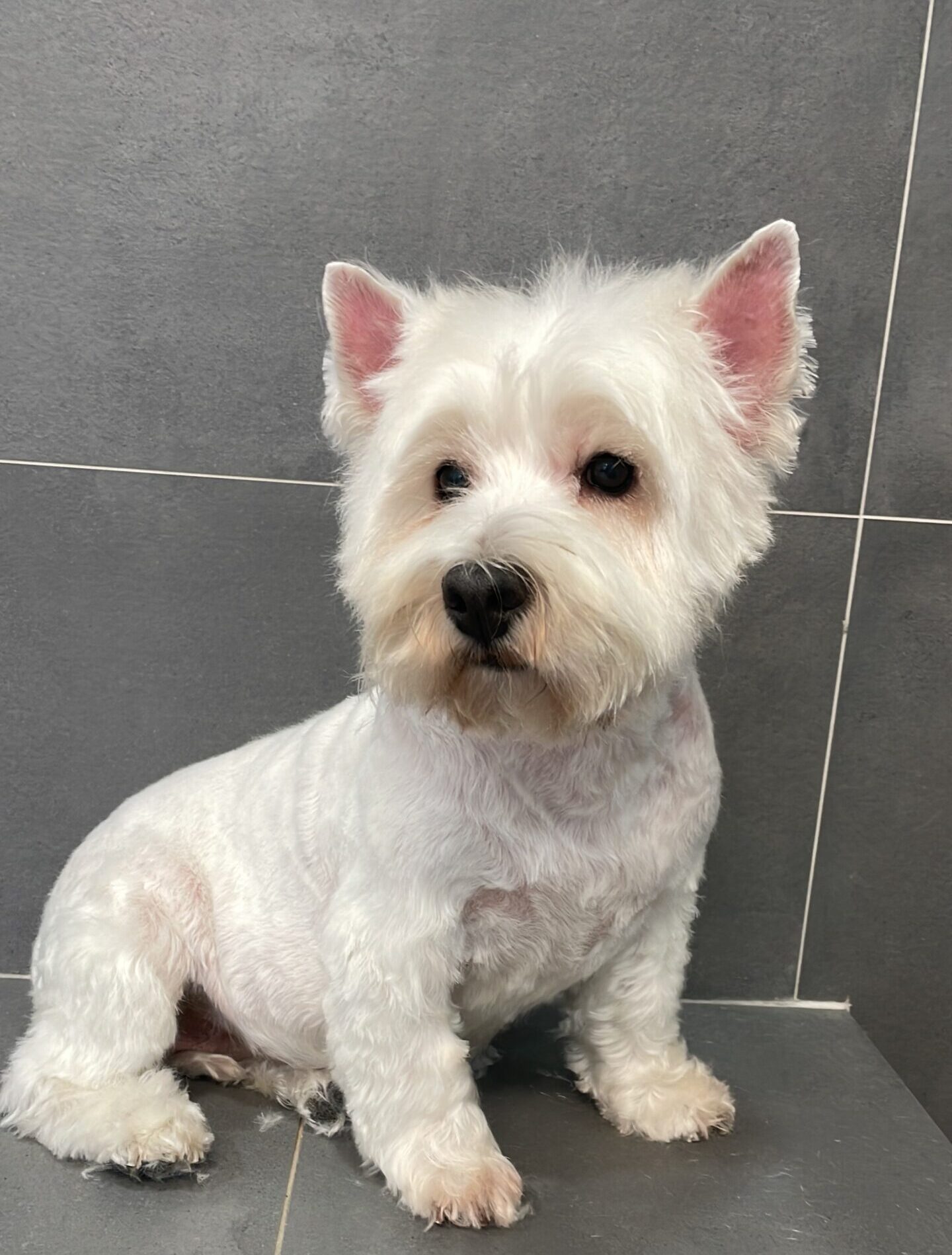 Perro blanco pequeño con servicio de peluquería